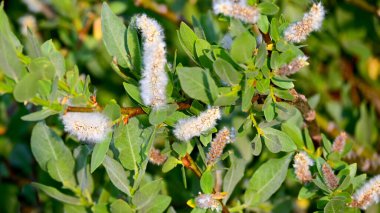 Lassen Volkanik Ulusal Parkı Yabani Çiçekleri, Kaliforniya, ABD. Yapılacak çok şey varken kesinlikle çok güzel. Yürüyüş, Bisiklet, Yüzme, Kamp, Dağ Tırmanışı, Akıntı ve Göllerde Balıkçılık