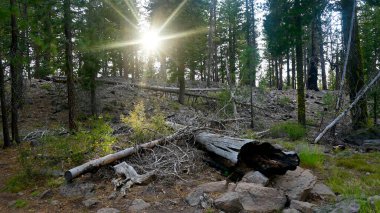 Lassen Volkanik Ulusal Parkı, Kaliforniya, ABD