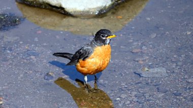 Kızıl Göğüslü Robin, Lassen Volkanik Ulusal Parkı Yabani Çiçekleri 'nde görüldü, Kaliforniya, ABD