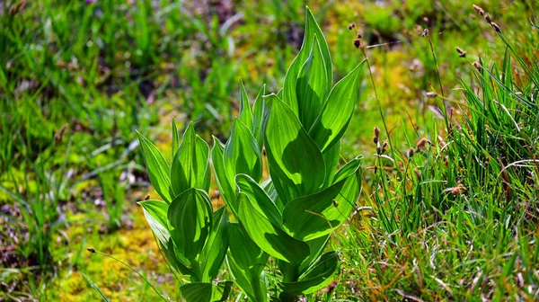 Lassen Volcanic National Park Wildflowers California Usa Assolutamente Bellissima Con — Foto Stock