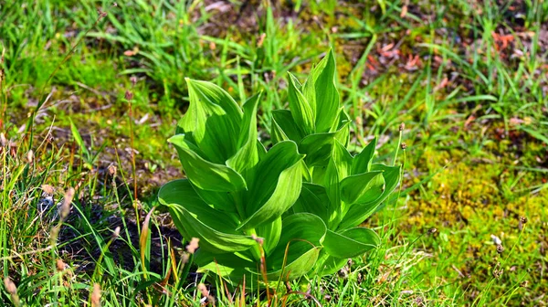 Lassen Volcanic National Park Wildflowers California Usa Assolutamente Bellissima Con — Foto Stock