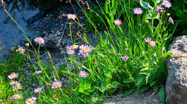 Lassen Volcanic National Park Wildflowers California Usa Assolutamente Bellissima Con — Foto Stock