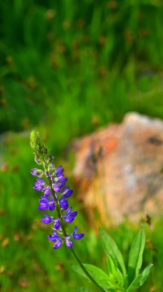 Lassen Volcanic National Park Wildflowers California Usa Assolutamente Bellissima Con — Foto Stock