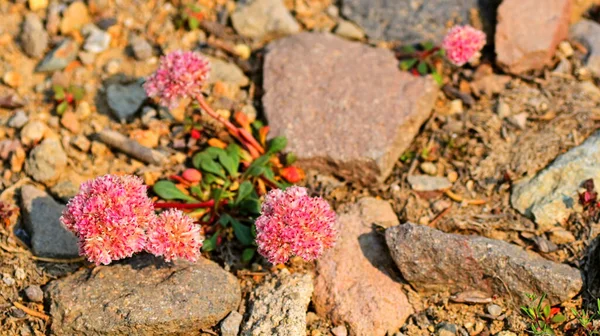 Lassen Volcanic National Park Wildflowers California Usa Assolutamente Bellissima Con — Foto Stock