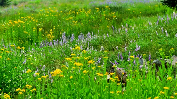 ラッセン火山国立公園野生の花 カリフォルニア州 アメリカ 絶対にそんなに行うには美しい 多くの湖やストリームでのハイキング サイクリング キャンプ マウンテンクライミング — ストック写真