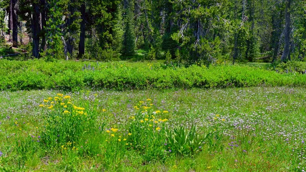 Parc National Volcanique Lassen Wildflowers Californie États Unis Absolument Magnifique Images De Stock Libres De Droits