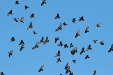 Danimarka mavi gökyüzünde uçan kuşlar