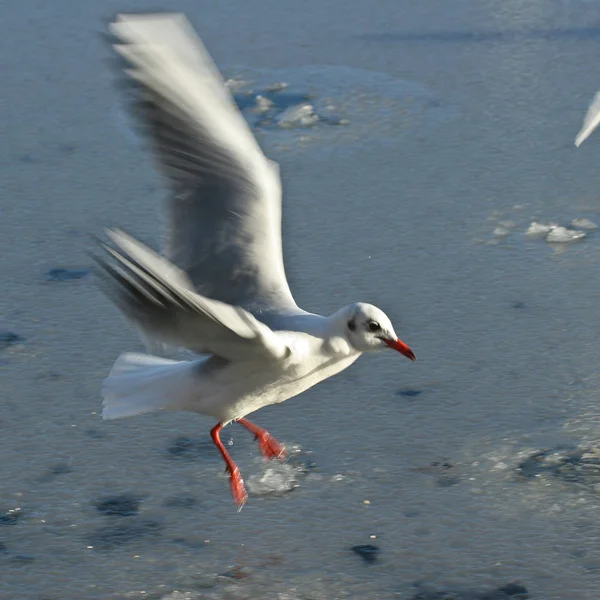 Wild Seagull Lake Denmark Scandinavia — Stock Photo, Image