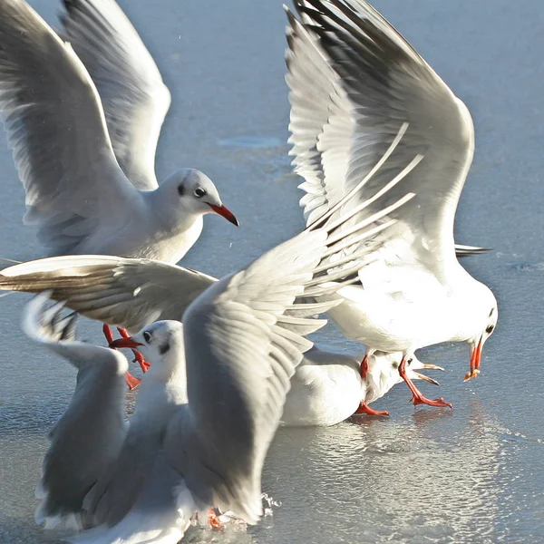 Wild Seagulls Lake Denmark Scandinavia — Stock Photo, Image