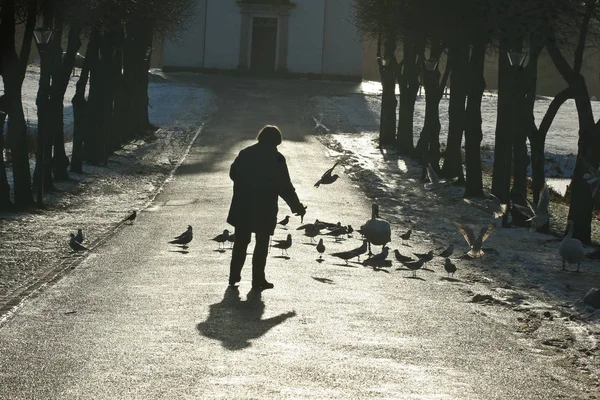 Man Feeding Birds Hoersholm Slotshave Denmark — Stock Photo, Image