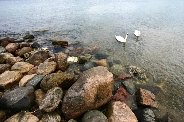 Κύκνοι Μιας Ήρεμης Λίμνης Στη Δανία Σκανδιναβία — Φωτογραφία Αρχείου