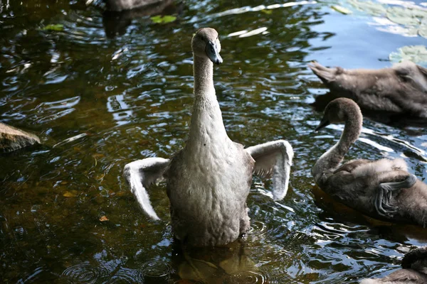 Labutě Klidné Jezero Dánsku Skandinávie — Stock fotografie