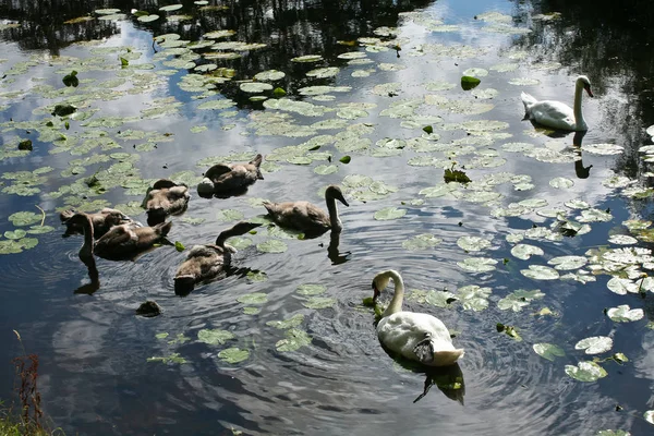 Svanar Lugn Sjö Danmark Scandinavia — Stockfoto