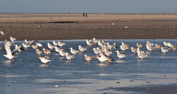 Las Gaviotas Nadan Isla Fanoe Dinamarca — Foto de Stock