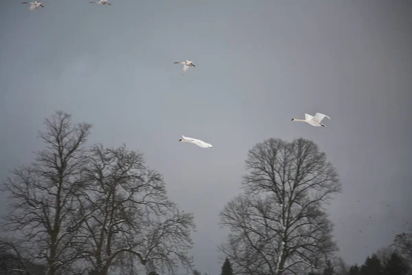 Κύκνοι Στον Ουρανό Πετώντας Στη Δανία Σκανδιναβία — Φωτογραφία Αρχείου