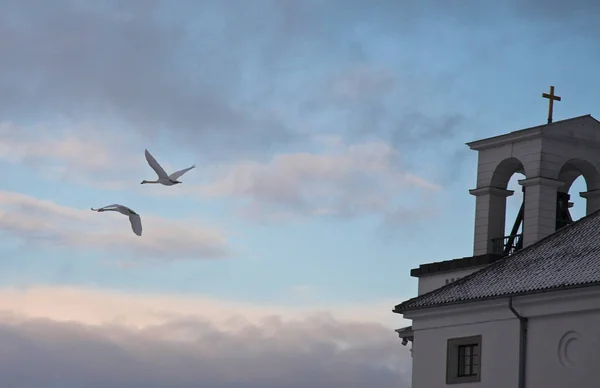 デンマークのスカンジナビアの飛行空の白鳥 — ストック写真