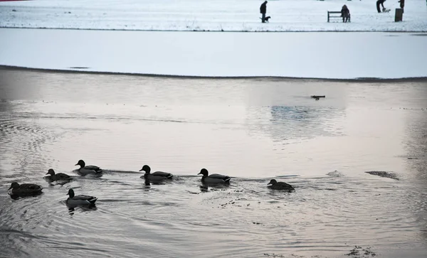 Kaczki Spokojnych Wodach Jeziora Danii Scandinavia — Zdjęcie stockowe