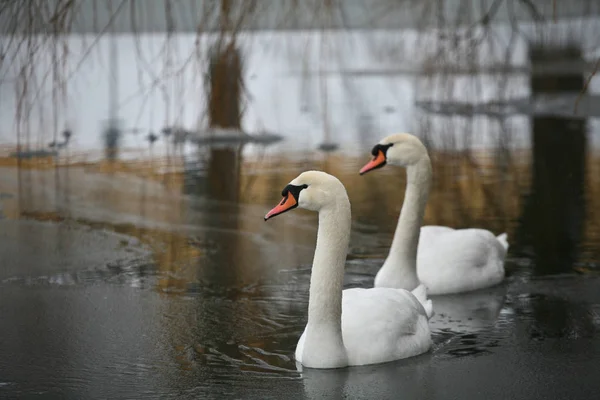 Svanar Lugn Sjö Danmark Scandinavia — Stockfoto