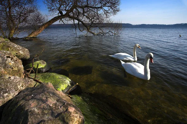 Cigni Che Nuotano Lago Danimarca Scandinavia — Foto Stock