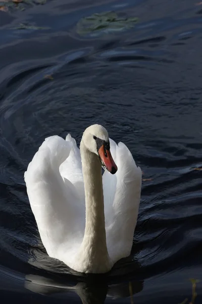 Swan Calm Lake Denmark Scandinavia — Stock Photo, Image