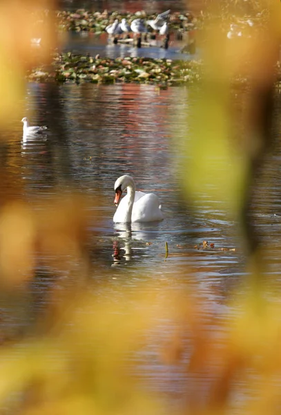 Swans on a calm lake in Denmark Scandinavia