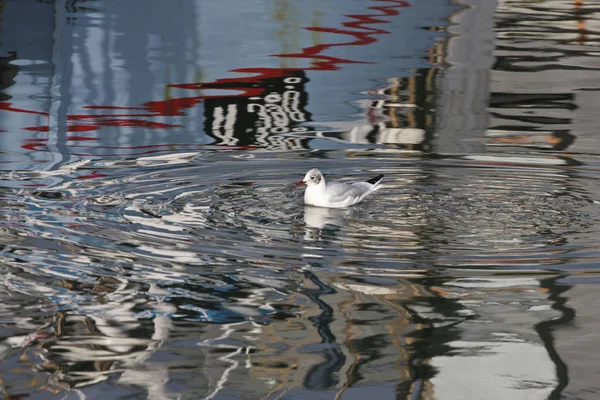 Gabbiano Con Riflesso Barca Danimarca Scandinavia — Foto Stock