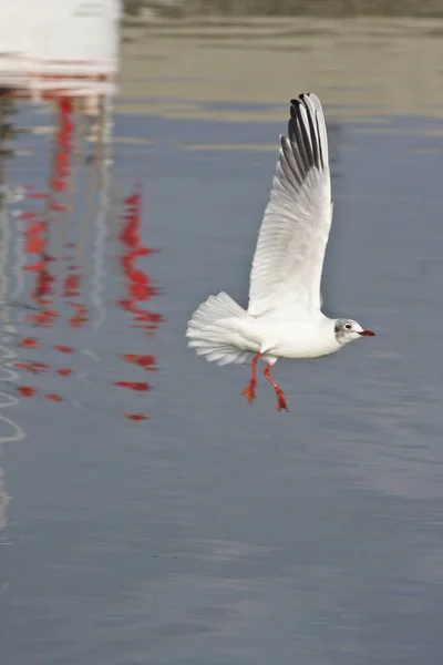 Seagull Boat Reflection Denmark Scandinavia — Stock Photo, Image