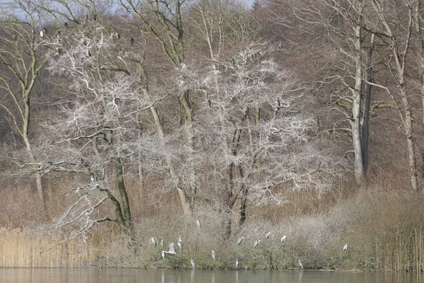 Ptaki Czeka Drzewo Zimie Danii — Zdjęcie stockowe