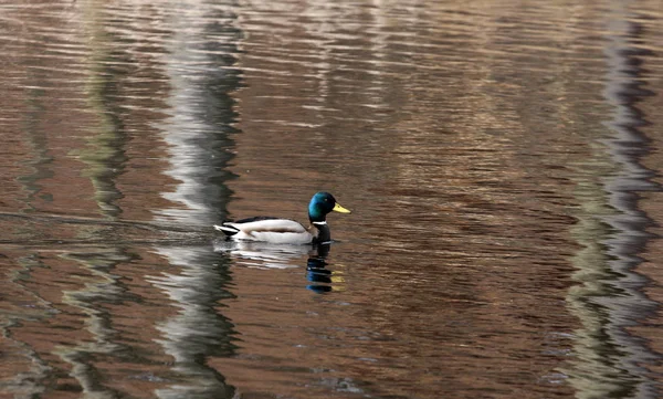 Canard Sur Calme Lac Danemark Scandinavie — Photo