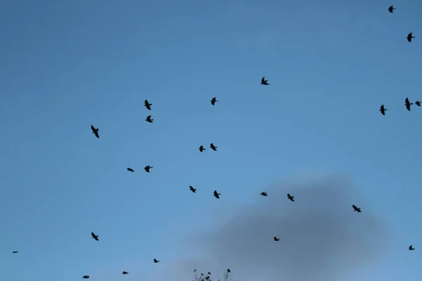 Vogels Vliegen Blauwe Hemel Denemarken — Stockfoto