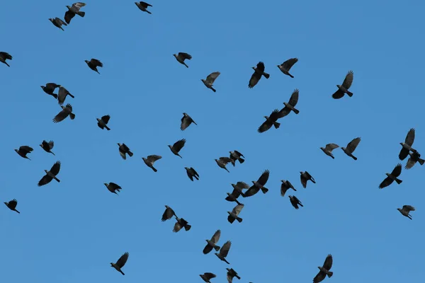 Fåglar Flyger Den Blå Himlen Danmark — Stockfoto