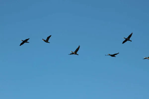 Fåglar Flyger Den Blå Himlen Danmark — Stockfoto