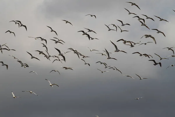 Seagulls Cultivated Field Denmark Scandinavia — Stock Photo, Image