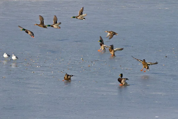 Patos Lago Calmo Dinamarca Escandinávia — Fotografia de Stock