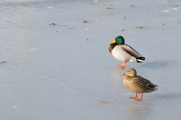 Canards Sur Lac Calme Danemark Scandinavie — Photo