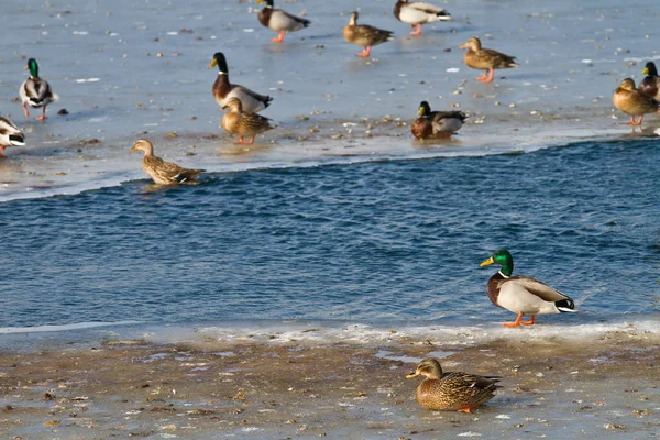 Patos Nadando Lago Dinamarca Escandinavia — Foto de Stock