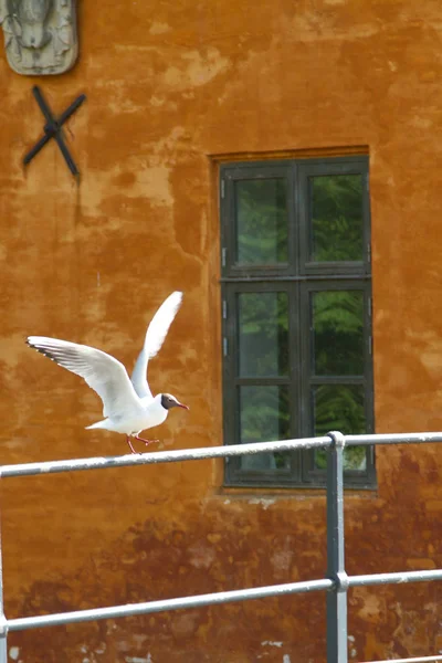 Seagull Way Fly Denmark Scandinavia — Stock Photo, Image