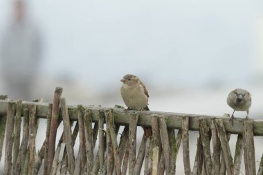Ev ahşap çit oturan serçeler