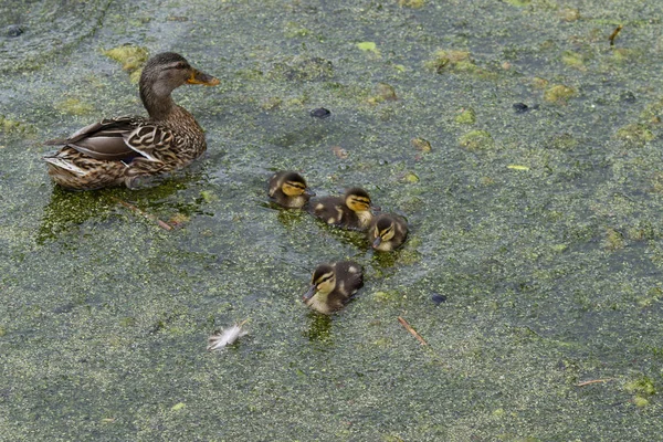 Patos Lago Calmo Dinamarca Escandinávia — Fotografia de Stock