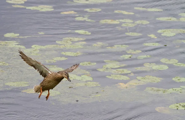 平静的鸭子在丹麦的一个湖 斯堪的纳维亚 — 图库照片