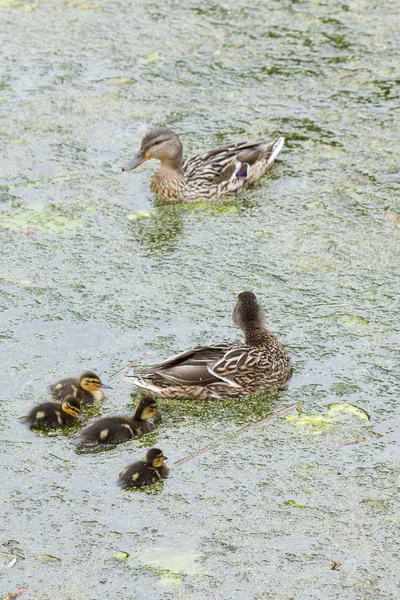 Enten Auf Einem Ruhigen See Dänemark Skandinavien — Stockfoto