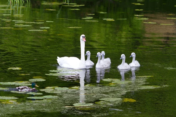 Swan Keluarga Danau Denmark Skandinavia — Stok Foto