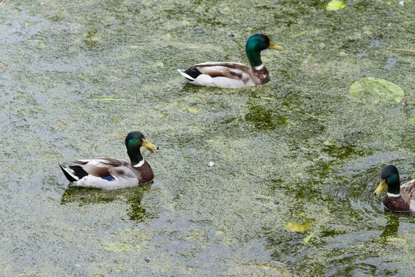 Patos Lago Calmo Dinamarca Escandinávia — Fotografia de Stock