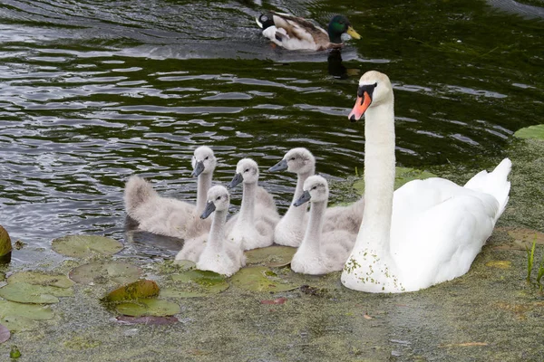 在丹麦的一个湖上的天鹅家庭斯堪的纳维亚 — 图库照片