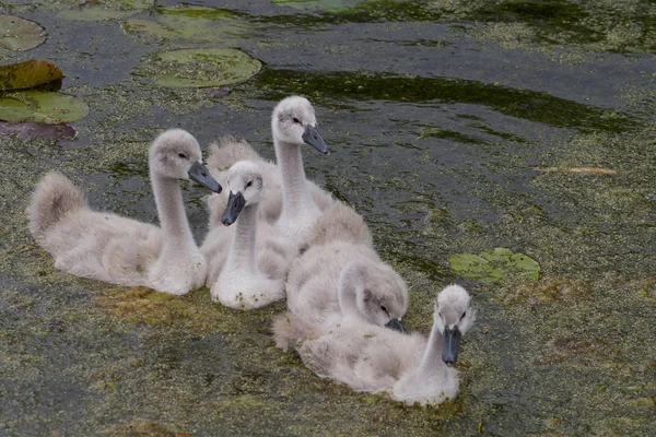 Labutě Klidné Jezero Dánsku Skandinávie — Stock fotografie