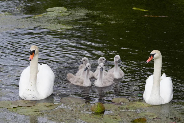 Swan Keluarga Danau Denmark Skandinavia — Stok Foto