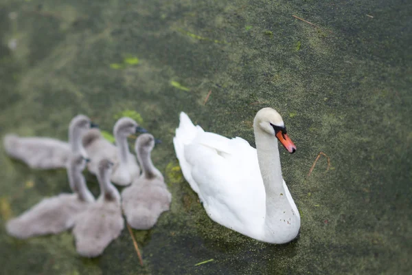 Svanfamilj Sjö Danmark Scandinavia — Stockfoto