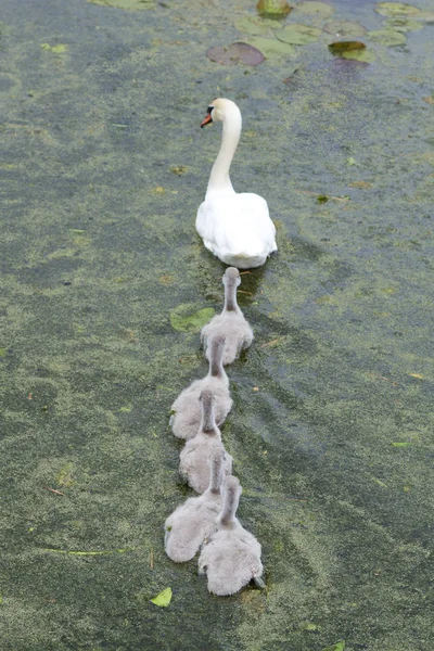 Svanfamilj Sjö Danmark Scandinavia — Stockfoto