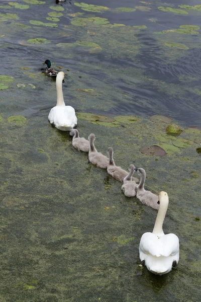 Svanfamilj Sjö Danmark Scandinavia — Stockfoto