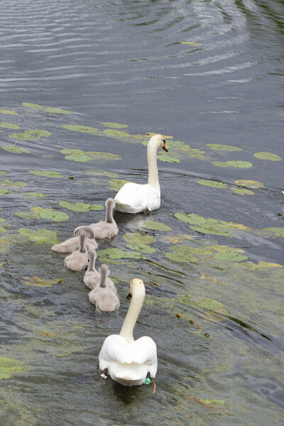Swan family on a lake in Denmark Scandinavia